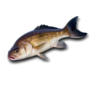 Dead Fish Water Pollution PNG 06132024