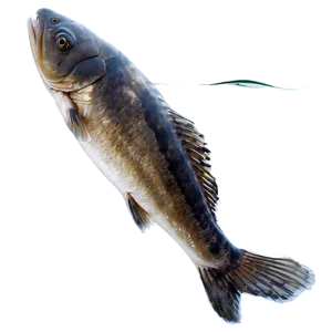 Dead Fish Water Pollution PNG 23