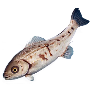 Dead Fish Water Pollution PNG 81