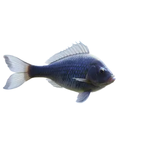 Dead Fish Water Pollution PNG Lec96