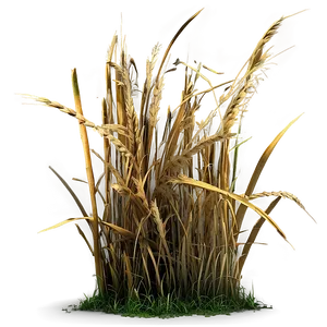 Dead Grass Background PNG 06282024