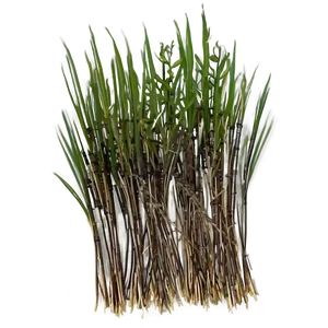 Dead Grass Bundle PNG 06282024