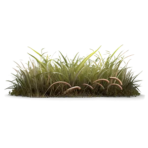 Dead Grass Field Border PNG 06282024 PNG