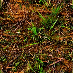 Dead Grass Field Top View PNG Bog84 PNG