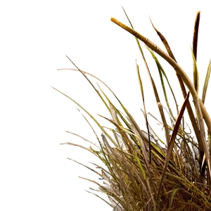 Dead Grass Hill PNG 06282024 PNG