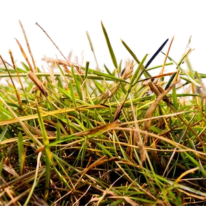 Dead Grass In Summer PNG 06282024 PNG