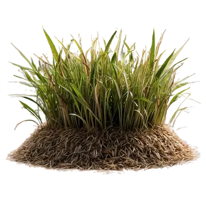 Dead Grass In Summer PNG Kor PNG