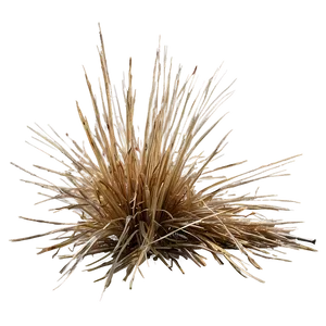 Dead Grass In Sunlight PNG 06282024 PNG