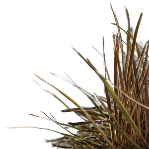 Dead Grass In The Morning PNG 56 PNG