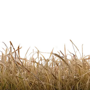 Dead Grass In The Morning PNG 73 PNG