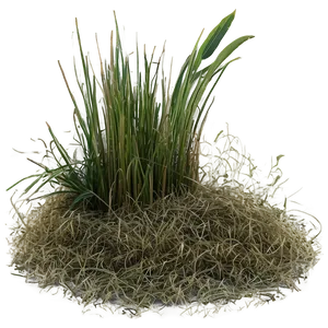 Dead Grass Overlay PNG 9