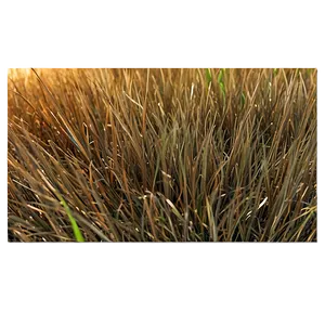 Dead Grass Sward PNG 06282024