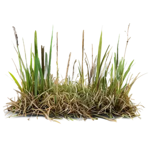 Dead Grass Swatch PNG 06282024 PNG