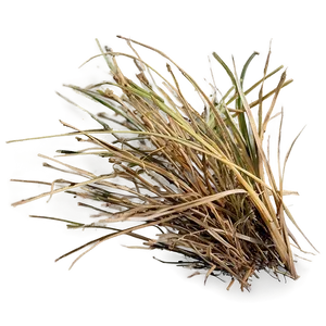 Dead Grass Texture Close-up PNG 63 PNG
