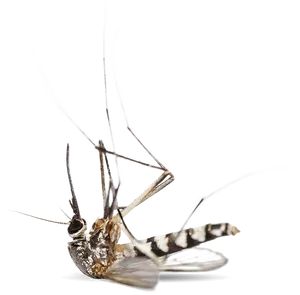 Dead Mosquito Transparent Background PNG image