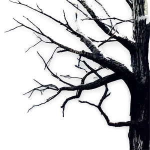 Dead Tree Branches Png Tun36 PNG image