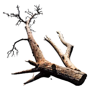 Dead Tree In Landscape PNG 05252024 PNG