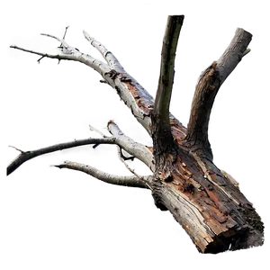 Dead Tree In Landscape Png Wor PNG image