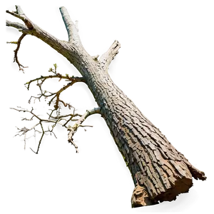 Dead Tree Isolated PNG Dad65 PNG