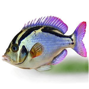 Dead Tropical Fish Png 1 PNG image