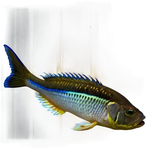 Dead Tropical Fish Png 76 PNG image