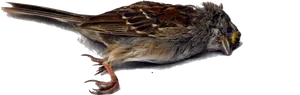 Deceased Sparrow Isolated Background.png PNG image