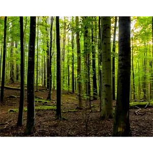Deciduous Forest Panorama Png Utr81 PNG image