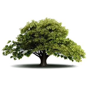 Deciduous Tree Elevation PNG 06262024 PNG