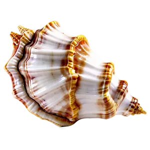 Decorative Conch Shell Png Mgd42 PNG image