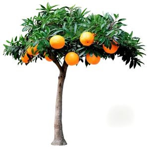 Decorative Orange Tree PNG Spk8 PNG