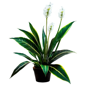 Decorative Plant Png 22 PNG image