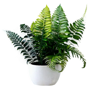 Decorative Potted Ferns Png 06122024 PNG image