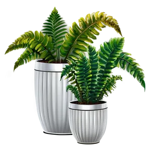 Decorative Potted Ferns Png 99 PNG image