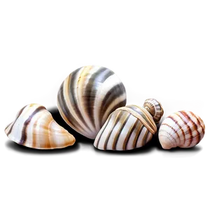 Decorative Shells Collection PNG Qwx12 PNG