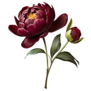 Deep Red Peonies Graphic PNG Xil74 PNG