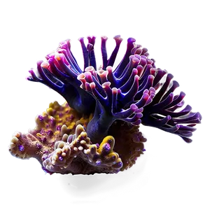 Deep Sea Coral Png 05242024 PNG image