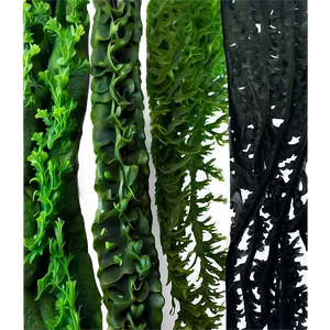 Deep Sea Seaweed PNG 05242024