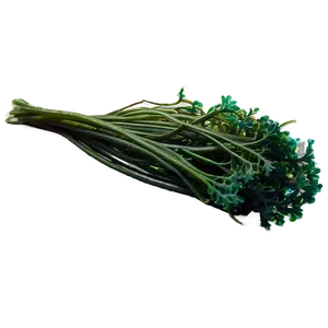 Deep Sea Seaweed PNG 62