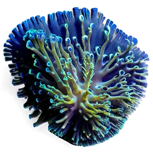Deepwater Coral Mystery PNG 05242024