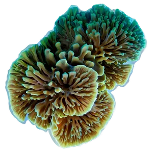 Deepwater Coral Mystery PNG Bvr