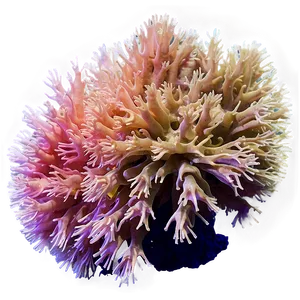 Deepwater Coral Mystery PNG Fkq71