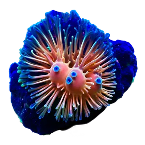 Deepwater Coral Mystery PNG Mqx