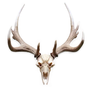 Deer Antler A PNG image