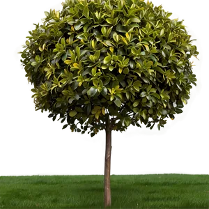 Deer Resistant Shrubs PNG 06122024 PNG