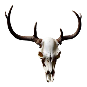 Deer Skull Art Png Rss PNG image