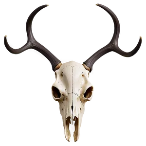 Deer Skull D PNG image