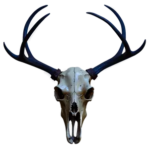 Deer Skull On Dark Background PNG 84