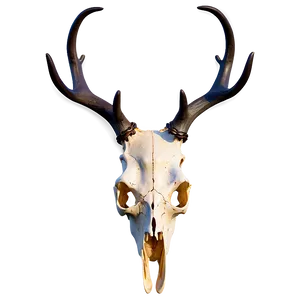 Deer Skull With Antlers Png 06132024 PNG image