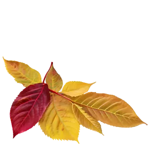 Delaware Autumn Leaves PNG Ifx86 PNG