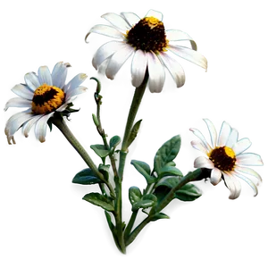 Delicate Black Eyed Susan PNG 55